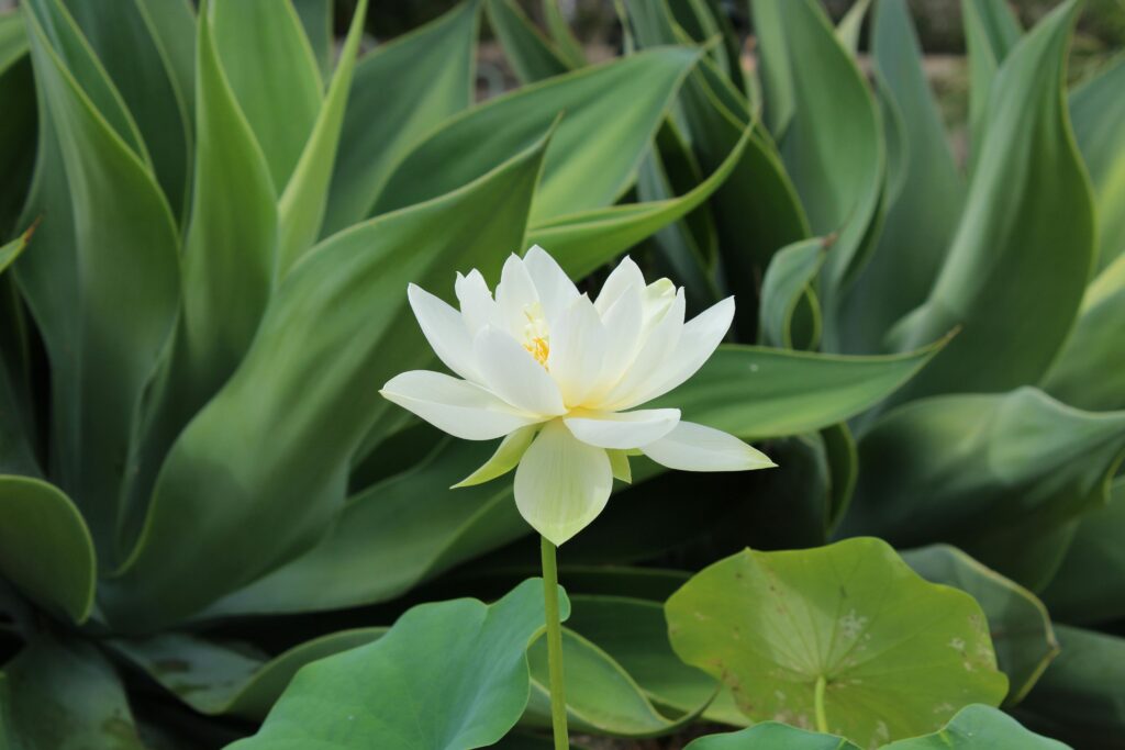 A serene white lotus bloom set against vibrant green leaves, symbolizing purity and tranquility.